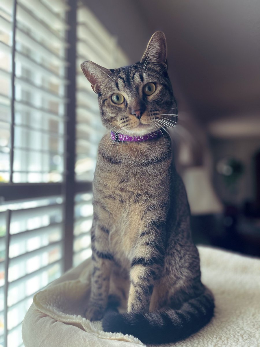 We adopted a kitten last year &amp; he’s 10 month old now. What I didn’t know when we adopted him is that he is part Bengal. This cat is energetic &amp; agile beyond belief, but he is also a love bug.

I’m not on here as much as I once was, but I haven’t forgotten you.

Happy #Caturday