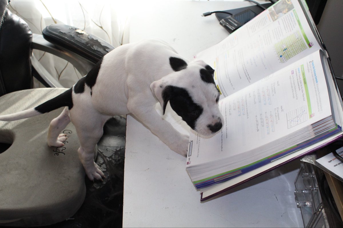 Caleb Ingram tweet media