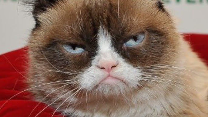 MaisonGhost's tweet photo. bought more $GRUMPYCAT here

6R7UD3L7qLvbWXSmjGmYABrMau3PfcNvQDYytG5SBAGS https://t.co/PrwVp8yxrS
