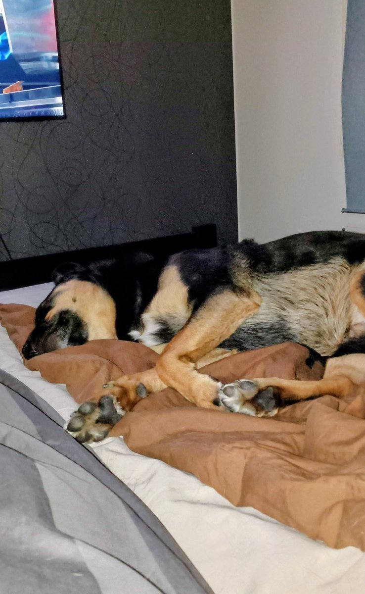 Nyt on lähtenyt vieras kotiinsa, tervetuloa rauha ja hiljaisuus 😴