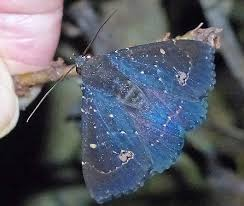 Moth Heaven tweet media