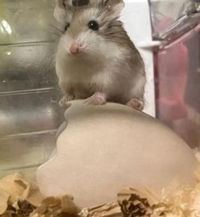 swimprotec's tweet image. さわやかで人恋しい。推し活したい 🍍