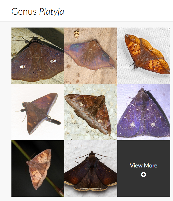 Moth Heaven tweet media