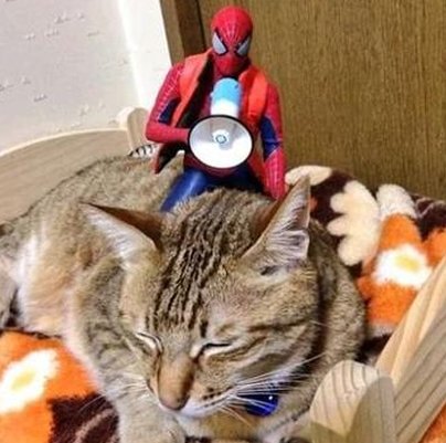 thoughtsofchamp's tweet image. お盆の買い物 👩‍💻