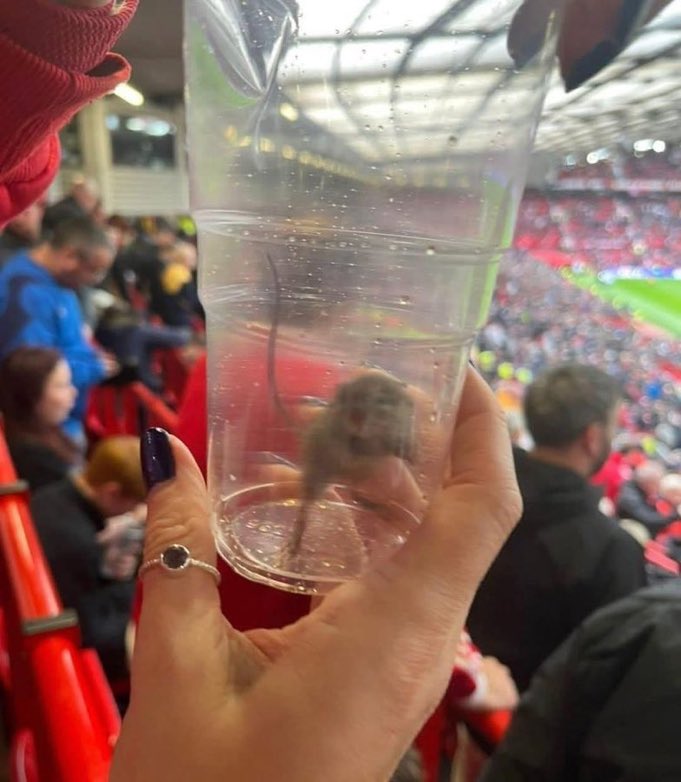 thomasalencr's tweet image. Um torcedor capturou um rato em Old Trafford durante o clássico entre Manchester United e Manchester City.