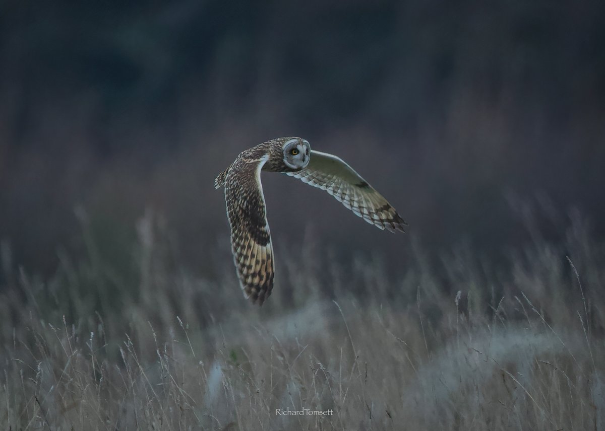 richard_tomsett's tweet photo. Short Eared Owls.  Hunting in Norfolk UK. https://t.co/BaYOmel3P1