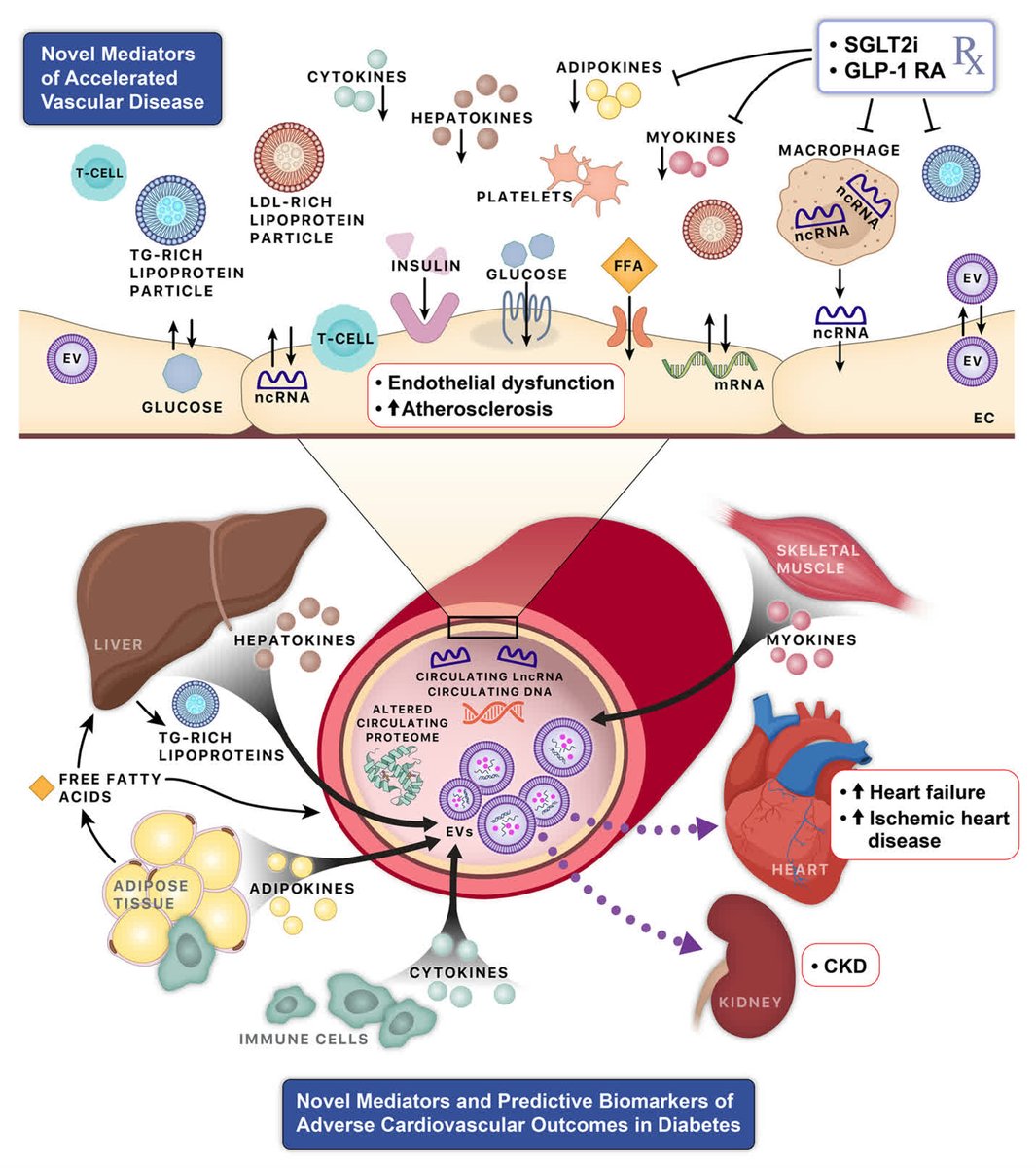 Circulation Research tweet media