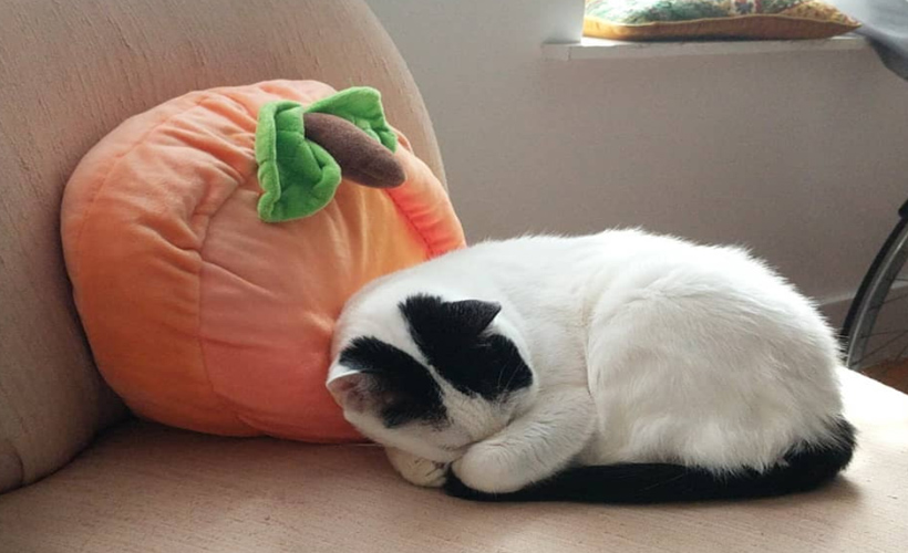 URGENT: Cat Covering Eyes With Paw While Sleeping: ow.ly/IQxe50XYOxj