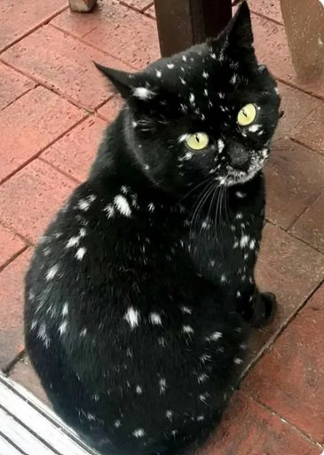 Ganesha 🇩🇪🇮🇳 tweet media