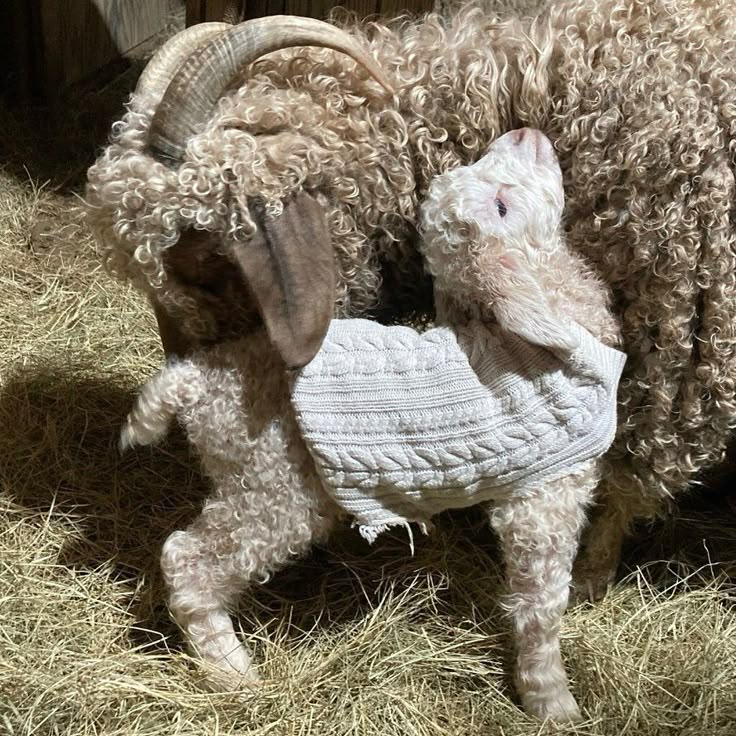 𓈒꒪ 𝄞 ‎𓊆ྀི Rudolph / Mo‎ 𓊇ྀ⎯ Molly's muse ❤︎ tweet media