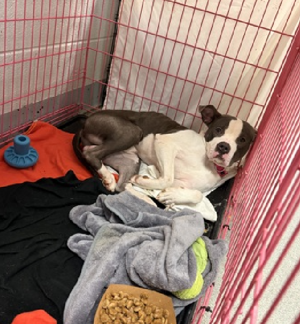 NMBewitched's tweet image. #SundayMorning 

I want to talk about #Puppies 
They are still our biggest challenge in #Rescue 
People breed for money, they do not care about good homes

This is Bluebie &amp;amp; Frosting Tex 
nycacc.org
They arrived #Adoptable, now both are Rescue Only 

Why do we Kill…