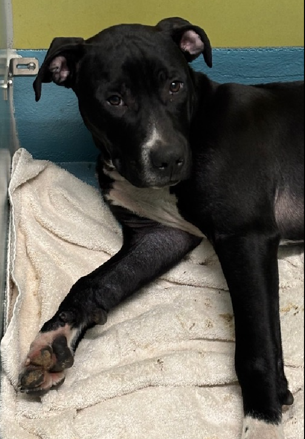 NMBewitched's tweet image. #SundayMorning 

I want to talk about #Puppies 
They are still our biggest challenge in #Rescue 
People breed for money, they do not care about good homes

This is Bluebie &amp;amp; Frosting Tex 
nycacc.org
They arrived #Adoptable, now both are Rescue Only 

Why do we Kill…