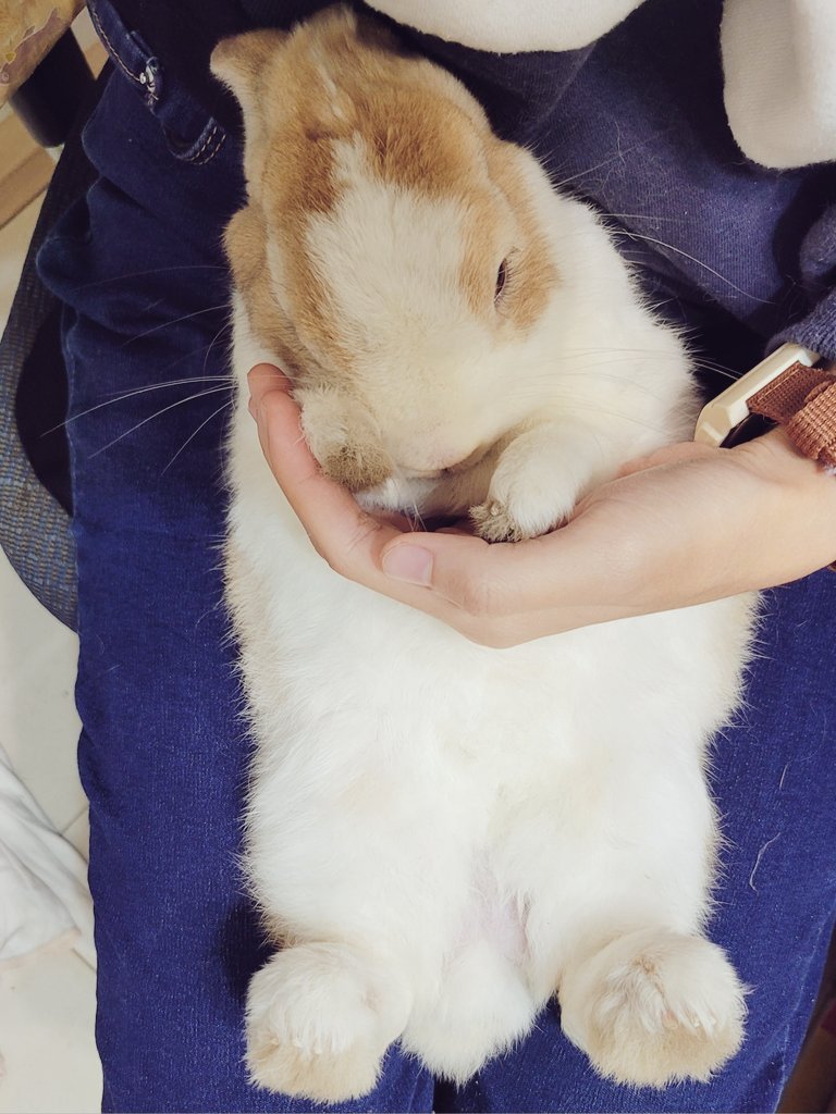 dotyoux's tweet image. 剪指甲才能拍到難得的翻肚照