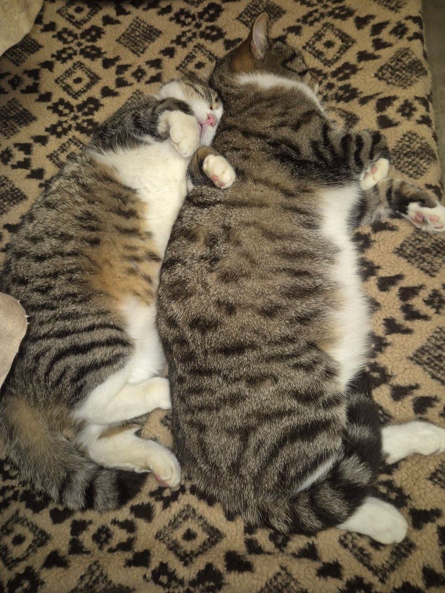 Draugi, arī šajā mēnesī Līvānu minkas biedrībā INGATO grib pilnas bļodiņas. Facebook ir iespēja apskatīt jaunpienācēju video. Lūdzu, palīdzam - kaut ar 1 eiro! 
Labo un radošo darbu apvienība:
Swedbank
LV73HABA0551044190836