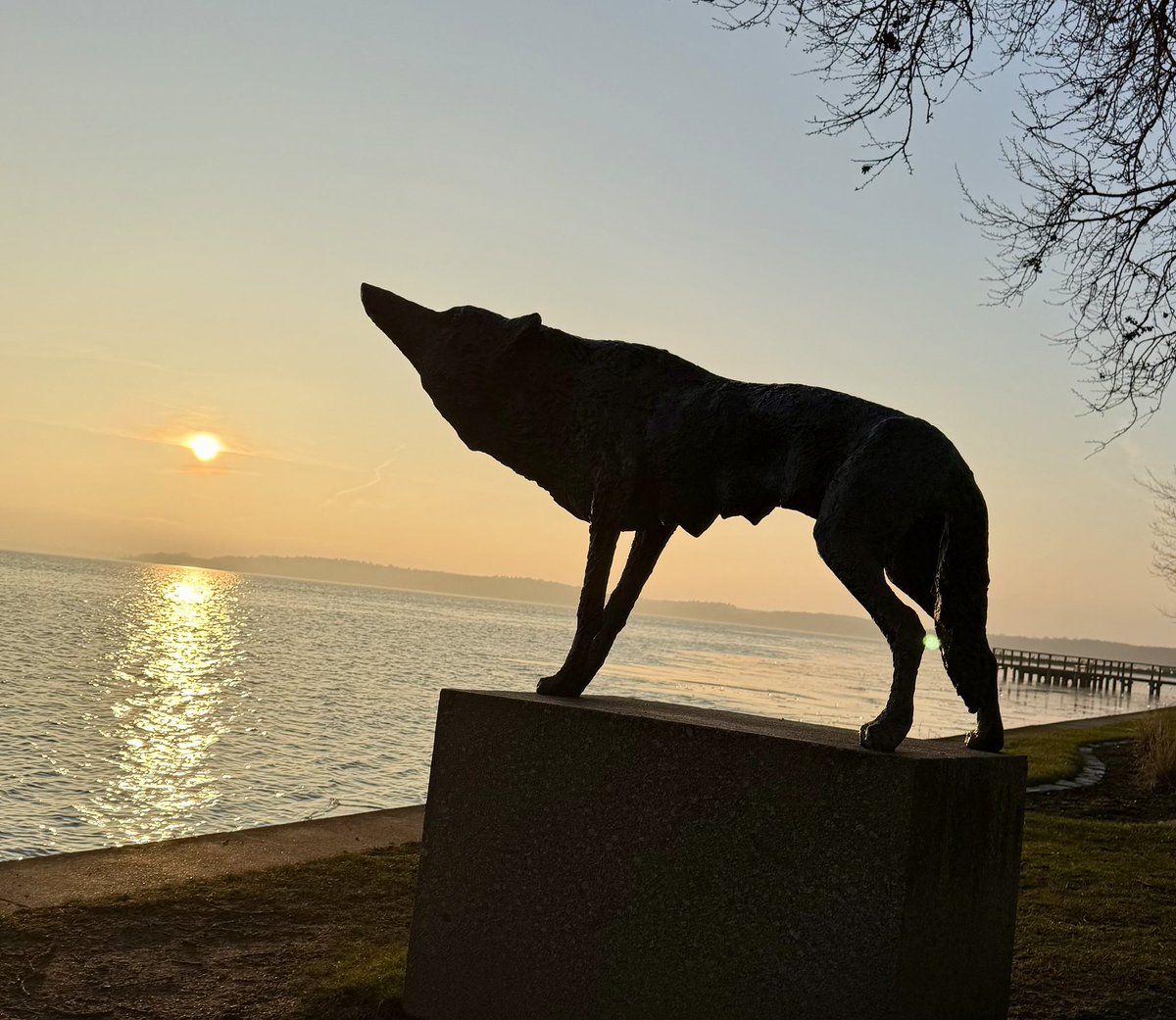#sonntagsaussenbüro, der Wolf schläft nie…er ist heute an der Müritz am Warener Hafen…🐺🐺😎