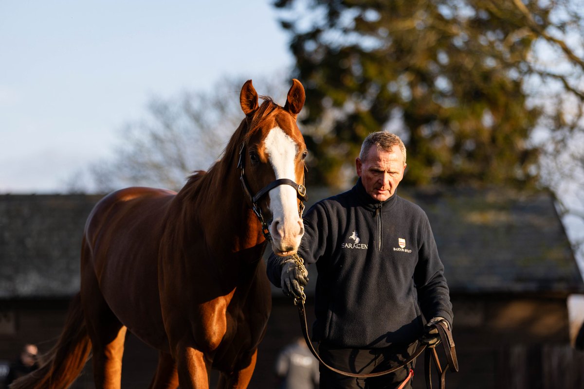 BartonStud1's tweet photo. Our resident Group 1 winner, Scorthy Champ has settled into life at Barton and is ready for the
breeding season to begin 🏇
To arrange a viewing, please contact:
📞 Tom: +44 7812 390877
📞 Archie: +44 7515 373070
📧 tom@bartonstud.co.uk
#ScorthyChamp #BartonStud https://t.co/LXvPnVjP3q