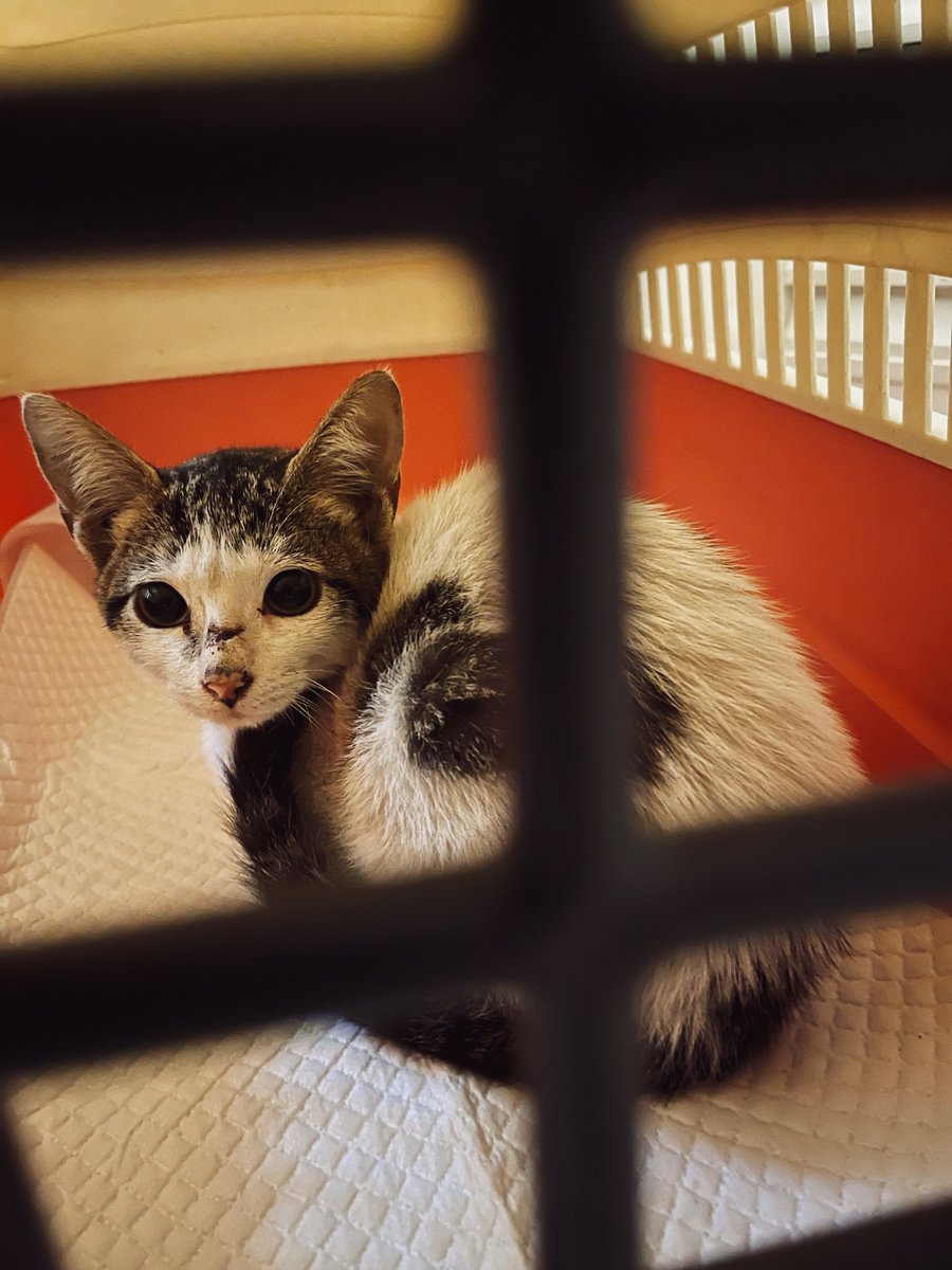 xenohemlockII's tweet photo. Saw this kitten at the gas station and I asked the attendant if it was a lost one. After getting the answer, I took the kitten home! https://t.co/nTR2IcpMgm