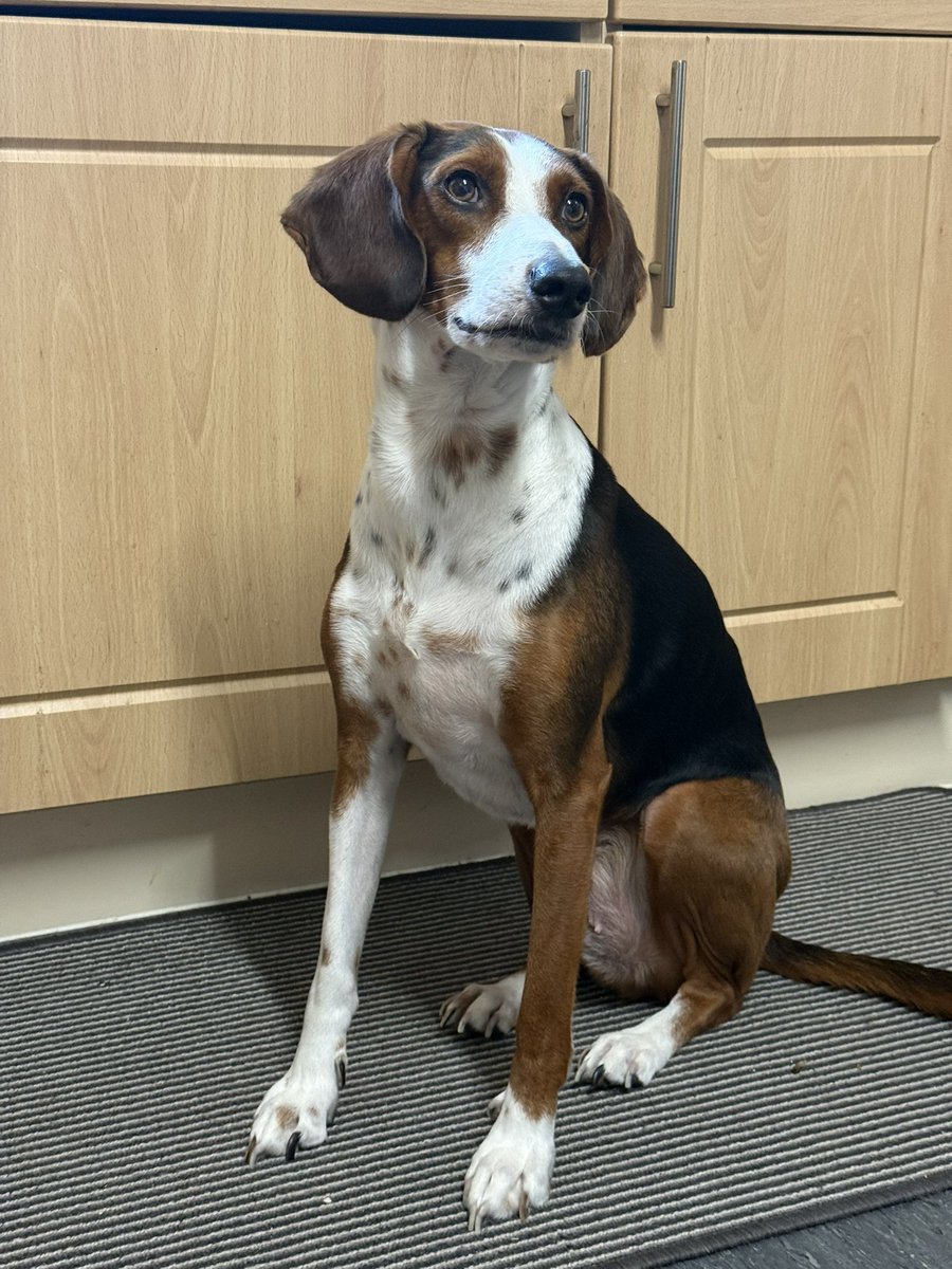 Dawn Stallard tweet media