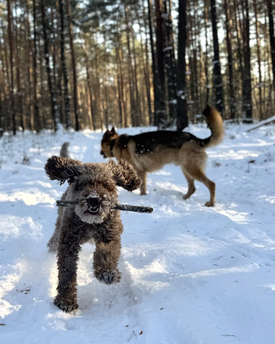Dzisiejsza aura i długi spacer po lesie zdecydowanie sprzyjały ładowaniu baterii.