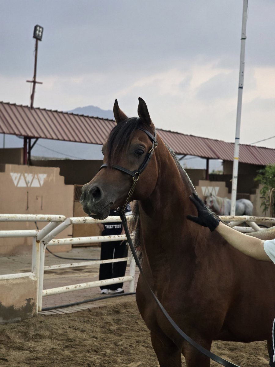 Abdulaziz tweet media