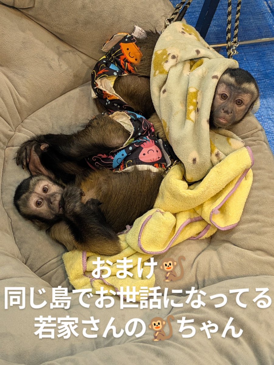 冬レプ２日間終了しました。
沢山のお迎えありがとうございました😊
終了間際片付けてる時に帰宅途中でやっぱりこの子ーって思ってと猛ダッシュで戻って来てくれてお迎え頂いたりとここの子！！と
おもってもらえることがなによりです😊
楽しい２日間ありがとうございました

#Happy_Reptils_yuki