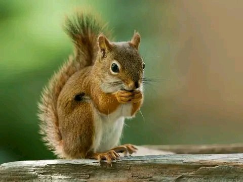 rgaytanad's tweet photo. Día Mundial de las #Ardillas
Son esenciales para el desarrollo de los bosques ya que esconden y esparcen semillas en estos. https://t.co/q7k0pQClo9