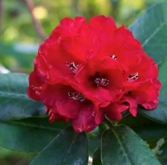 NCPurnaKhadka's tweet photo. पार्टीका सबै अादर्णिय साथीहरु 
        सबैमा जयनेपाल 🙏💐
 निर्बाचन अायाेगकाे निर्णयका बिरुद्धमा पार्टीको अाधिकारिकताकाे बैधानिक दाबि र कानुनि उपचारकाे लागि २०८२ माघ ३गते पार्टी केन्द्रीय कार्यालय सानेपामा बसेकाे केन्द्रीय कार्यसमितिकाे बैठककाे  सर्बसम्मत निर्णय अनुसार सबैकाे तर्फबाट न्याय पाउने बिश्वासका साथ अाज हामी सर्बोच्च अदालत गएका हाै ! सर्बोच्च अदालतकाे निर्णय हामीलाई स्वीकार्य र मान्य हुनेछ। रुख चुनाब चिन्ह बाहेक अन्यथा साेच्न र कल्पना पनि गर्न म सक्दिन🌳
नयाँ पार्टी खाेल्छन् ,स्वतन्त्र उमेदवारकाे रुपमा उठ्छन् , जस्ता बजारमा अाएका गलत हल्लाहरुकाे पछि नलाग्न पार्टीका सबै साथीहरू ,शुभेच्छुकहरु र हाम्रा अादर्णिय अाम मतदाताहरुमा हार्दिक
 अनुराेध र अपिल गर्दछु🙏
