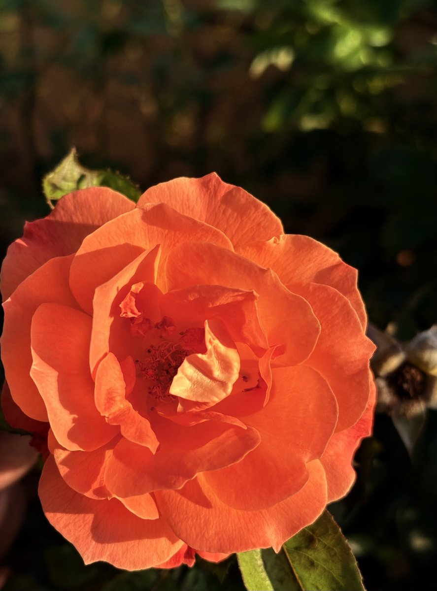 Karabo Mokgoko 🦄🌞 tweet media