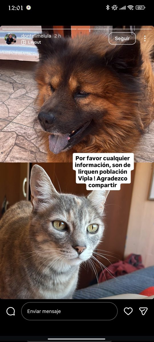 dochlyutsifera's tweet image. Se ruega difundir: Una persona necesita saber de sus familiares y otra necesita localizar a sus mascotas.
(El instagram es de quien busca a sus mascotas)
instagram.com/p/DTp74J2kZoU/…
#incendio
Estado de Catástrofe
#Penco
#Concepcion
