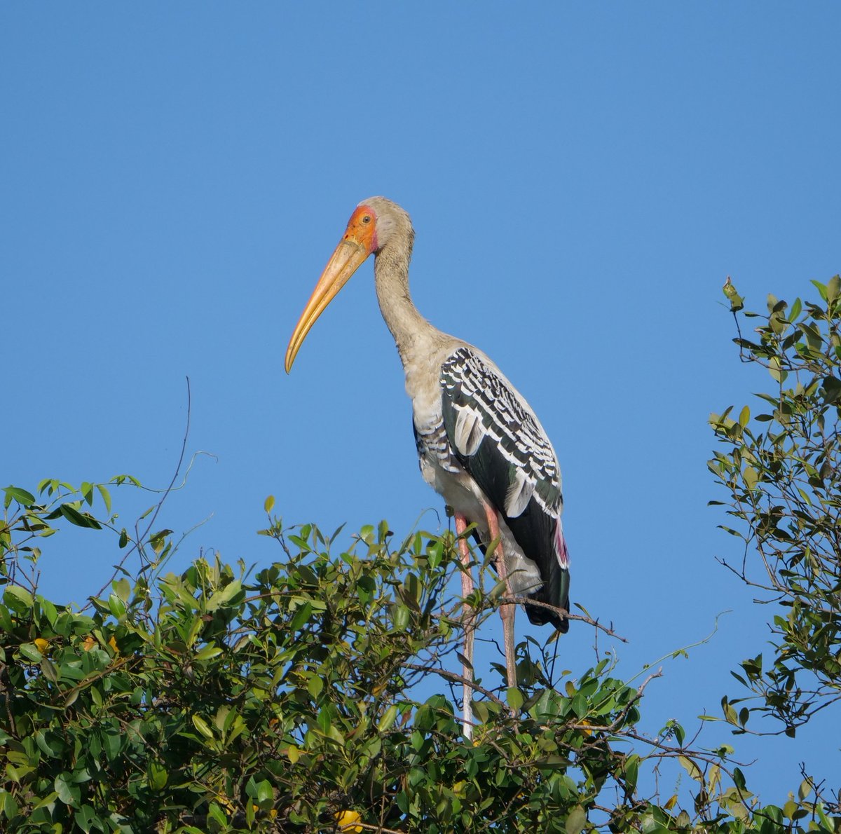 FosterCooper29's tweet photo. Goa November 2025. 3 of 4. Tibetan Sand Plover, Black Kite (juvenile), Yellow-wattled Lapwing and Painted Stork. https://t.co/N9WQl4Kv9w