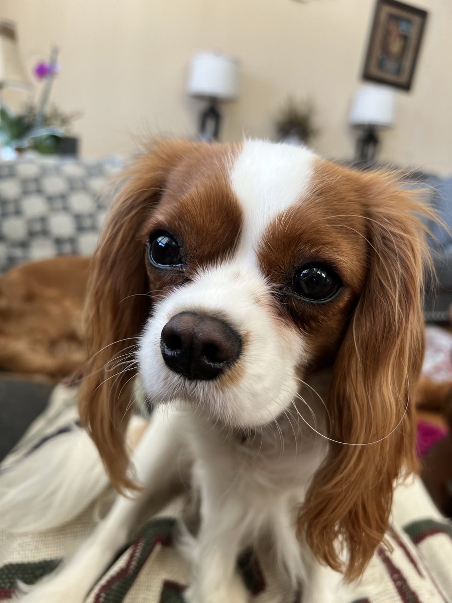 Hey guys, a bit more of a sad announcement today… 

My puppy Kerrygold has been admitted to an emergency vet with pancreatitis. She is a very small dog so emergency care to prevent worst case scenarios is required. However this will be costing several thousands of dollars 1/3