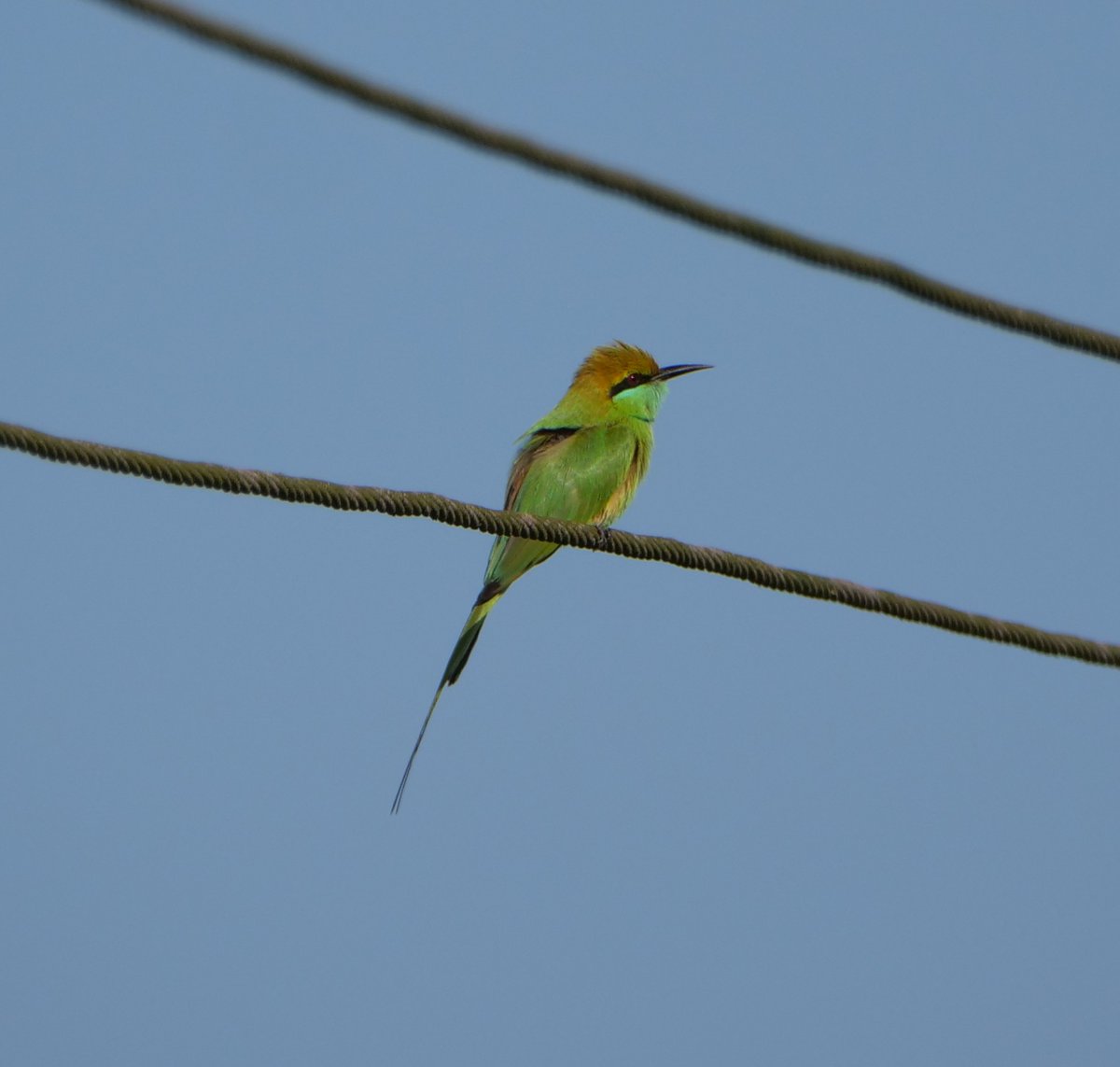 FosterCooper29's tweet photo. Goa November 2025. 2 of 4. Asian Green Bee-eater, Red-whiskered Bulbul, White-bellied Sea Eagle and Small Pratincole. https://t.co/xS3qjSoCWm