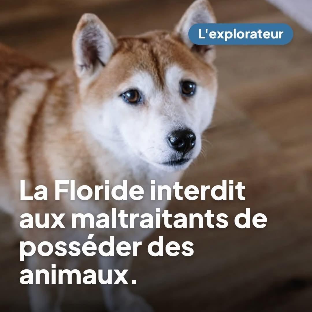 AdeaClaude's tweet image. C’EST OFFICIEL🐾
La Floride vient de franchir un cap historique.
Les personnes condamnées pour maltraitance animale n’ont désormais plus le droit d’adopter ou d’acheter des chiens et/ou des chats.
Un registre permettra d’identifier les abuseurs d'animaux pour les refuges et asso