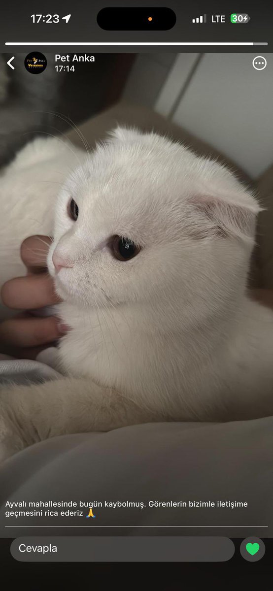 okadargunahki's tweet image. ANKARA ETLİK MUSTAFA ÜSTÜNDAĞ CADDESİ KAYIP KEDİ (çok ürkek yabancılara alışkın değil) #kayıp #kedi #kayıpkedi #ankara