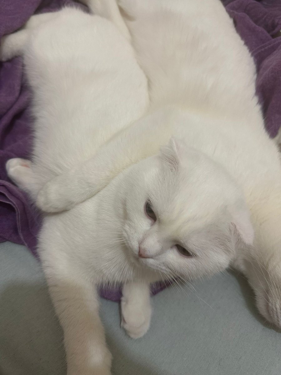 ANKARA ETLİK MUSTAFA ÜSTÜNDAĞ CADDESİ KAYIP KEDİ (çok ürkek yabancılara alışkın değil) #kayıp #kedi #kayıpkedi #ankara