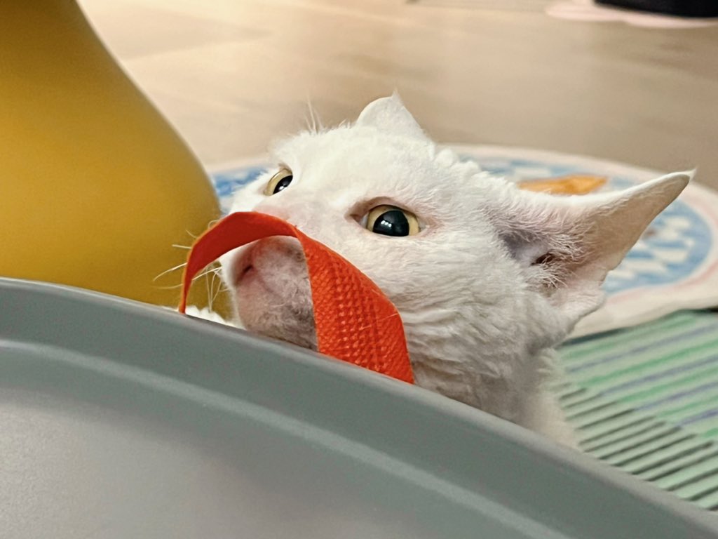 yol11492302's tweet photo. "Call me Redbeard!" – Shaun, probably 😸 #DevonRex #CatOfTheDay #Redbeard https://t.co/4aKVas2YhV