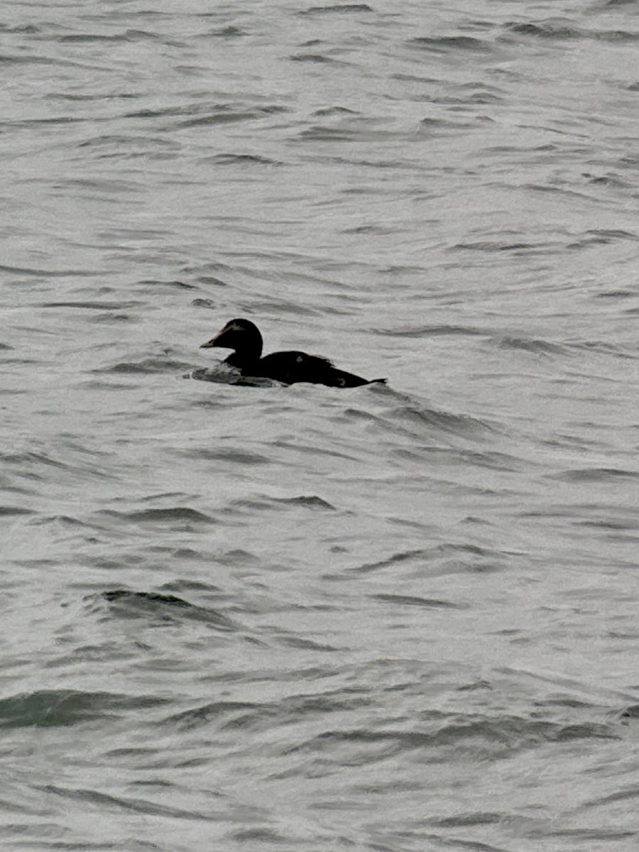 kevin smith tweet media