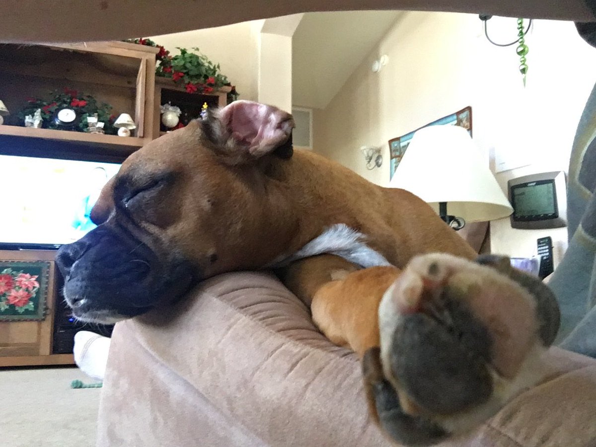 brianmc_arch's tweet photo. @mustluvboxers Here are my boxer rescues!
Zoe and Bella
Izzy, my little fish π
And #QueenRubyMae aka βThe Rubesβ
π₯°π₯°π₯°π₯°π₯°π₯°π₯°π₯°π₯°π₯°π₯°π₯°π₯°π₯°π₯°π₯°π₯°π₯°π₯°π₯°π₯°π₯°ππππ https://t.co/OglnB2TYzS