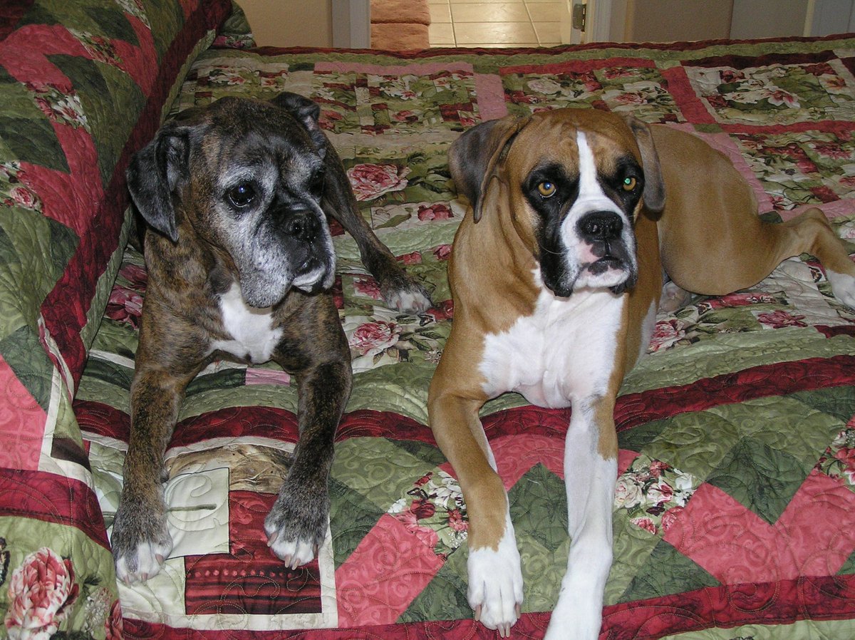 brianmc_arch's tweet photo. @mustluvboxers Here are my boxer rescues!
Zoe and Bella
Izzy, my little fish π
And #QueenRubyMae aka βThe Rubesβ
π₯°π₯°π₯°π₯°π₯°π₯°π₯°π₯°π₯°π₯°π₯°π₯°π₯°π₯°π₯°π₯°π₯°π₯°π₯°π₯°π₯°π₯°ππππ https://t.co/OglnB2TYzS