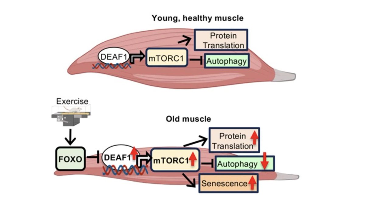 drwilliamwallac's tweet image. New research shows how exercise protects aging muscle by rebalancing mTORC1.

In young muscle, mTORC1 is carefully regulated, allowing protein building while still clearing out damaged components. With aging, this balance breaks down. A transcription factor called DEAF1 becomes…