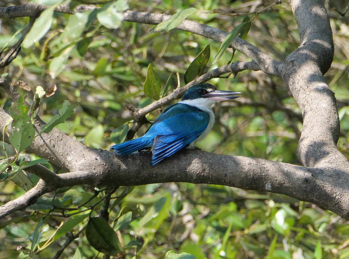 FosterCooper29's tweet photo. Goa November 2025. 4 of 4. Oriental Darter, Collared Kingfisher, Tricoloured Munia and Blue-tailed Bee-eater. https://t.co/9xR31fD81Q