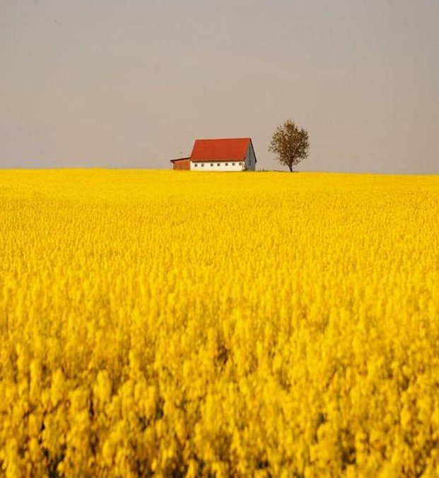 MidupNetwork's tweet image. 夜の辺りにて 🐪