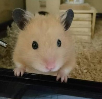 sunetime's tweet image. 雪からどんよりに変わった 🍒