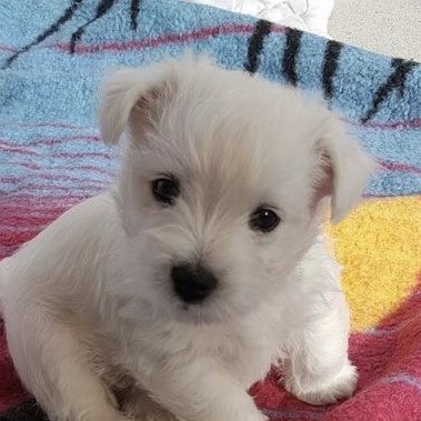 이소희 강아지 tweet media