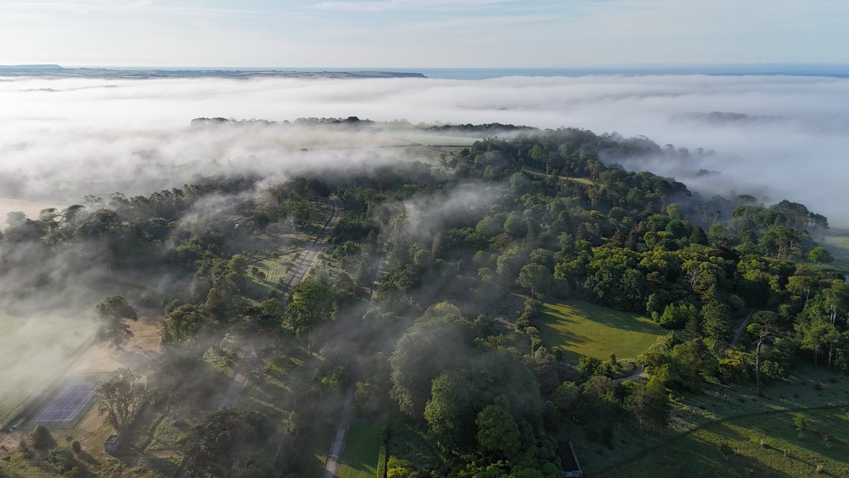 Tregothnan tweet media