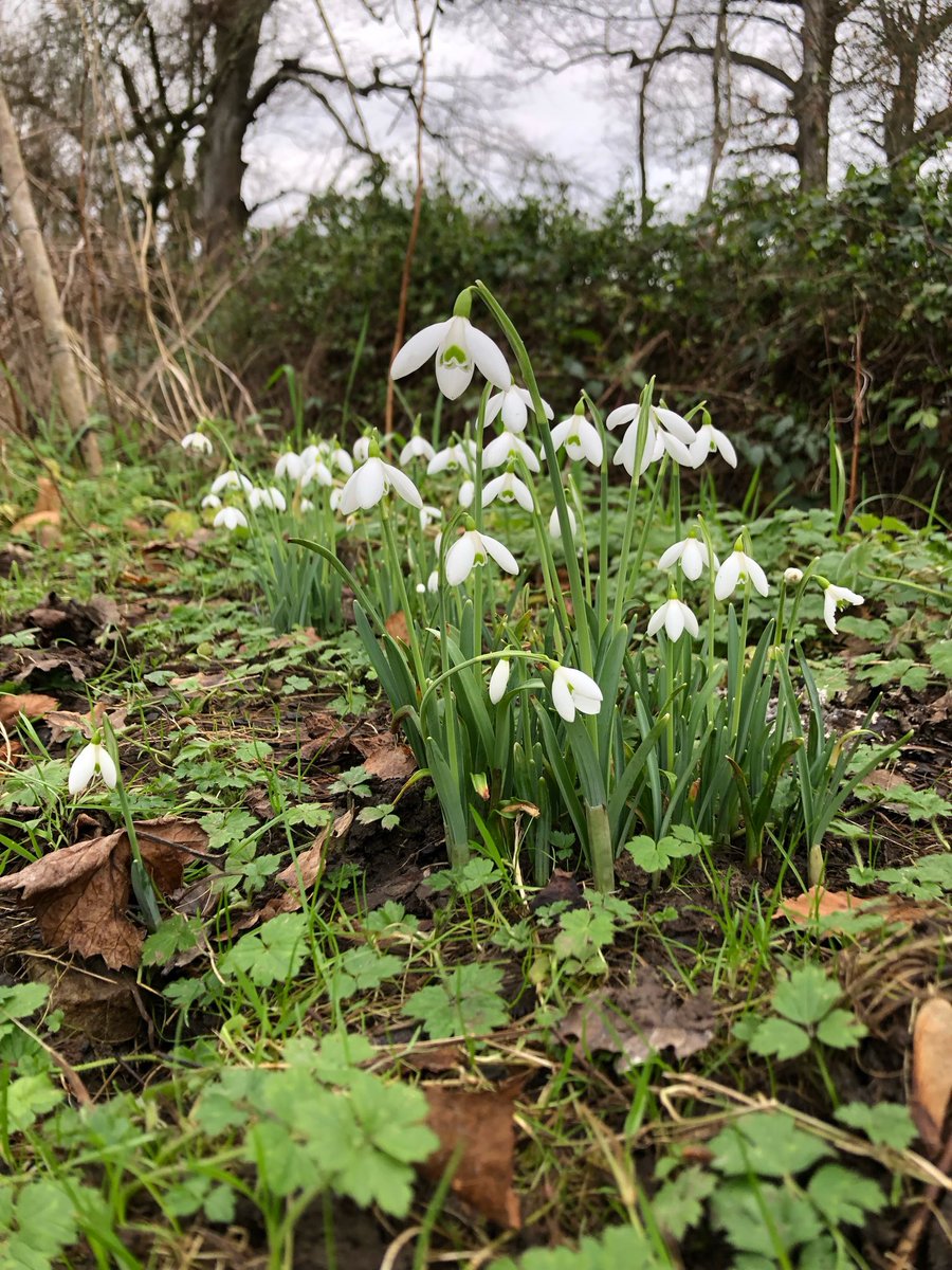 graysing's tweet image. I have been waiting patiently for these little ones to open…❤️
#spring #Snowdrops #Sussex