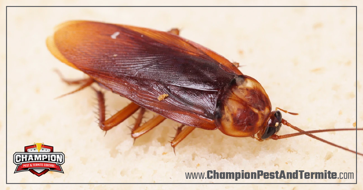 Champion Pest & Termite Control tweet media