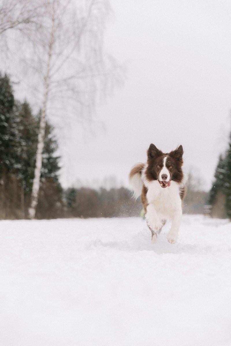 angelspetshop1's tweet image. Below zero temps = extra care for your pup! Keep them warm with gear from angelspetshop.com ❄️🐶
#DogSafety #WinterDogs