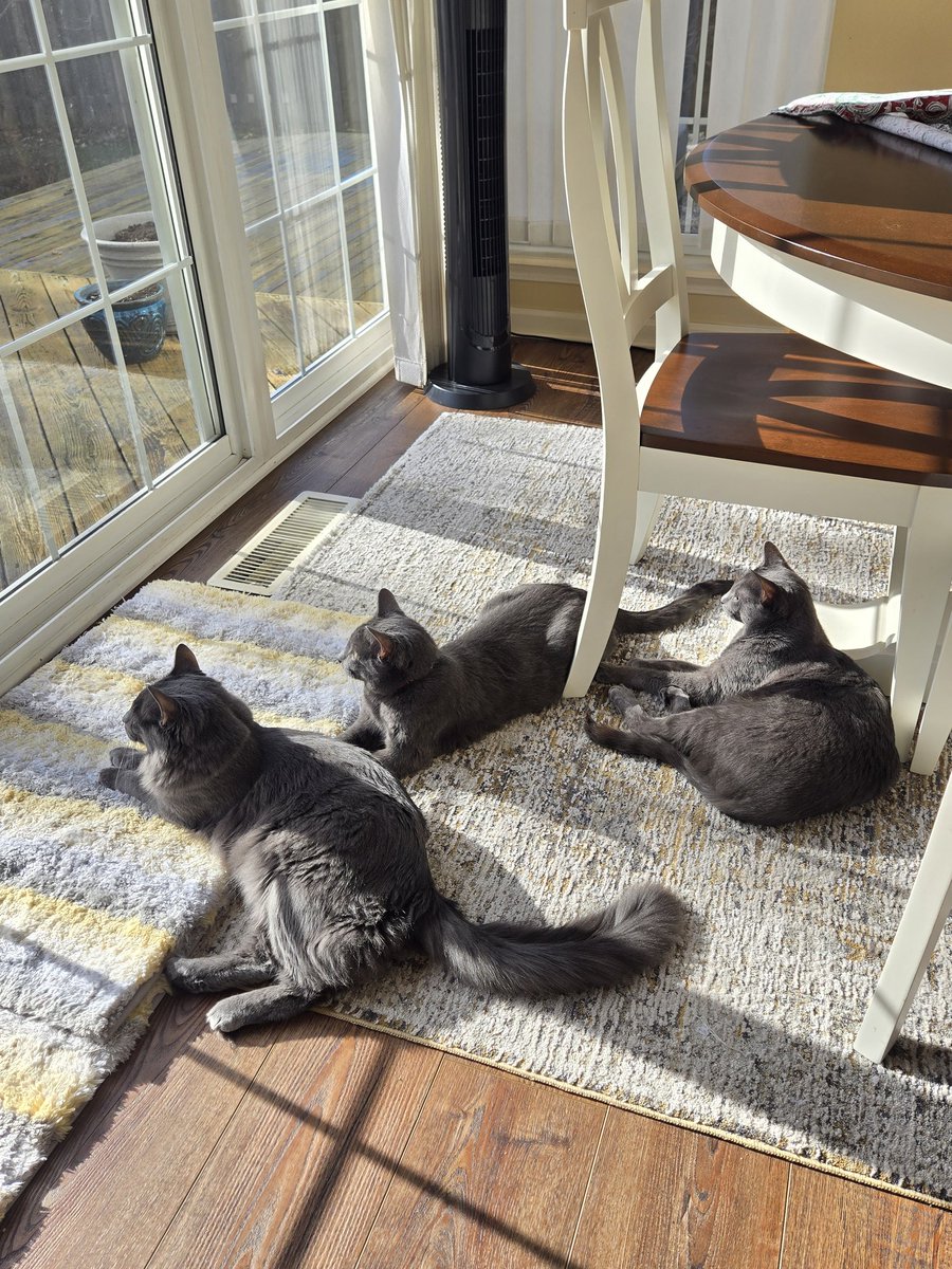 PhilJones937's tweet image. Trying to convince liberals that they are wrong in their ideas is harder than trying to keep my cats off the counter tops in the kitchen. 

#ProveMeWrong