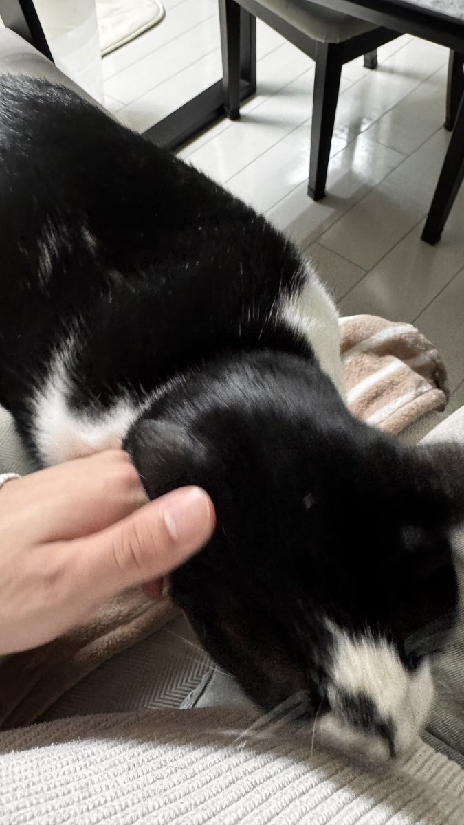 3日間会ってなかったから、撫でろの頭突きが止まらない